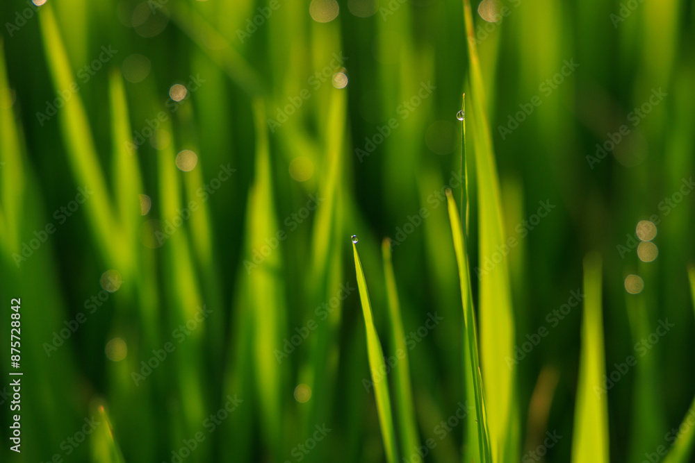 The grass is green and has dew drops on it The grass is green and has dew drops on it
