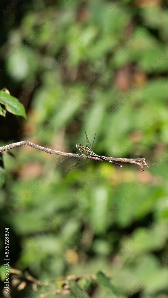 dragonfly on a branch dragonfly on a branch
