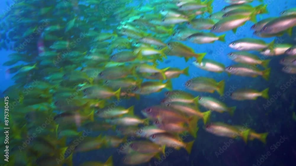 Close-Up School Of Small Fish Swimming Together In Deep Blue Sea - Tofo Beach, Mozambique Close-Up School Of Small Fish Swimming Together In Deep Blue Sea - Tofo Beach, Mozambique