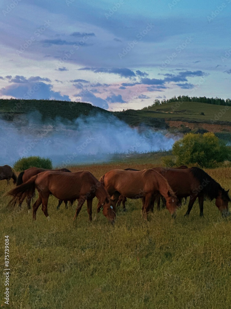 Fototapeta premium horses on the meadow