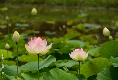 可憐に咲く蓮の花