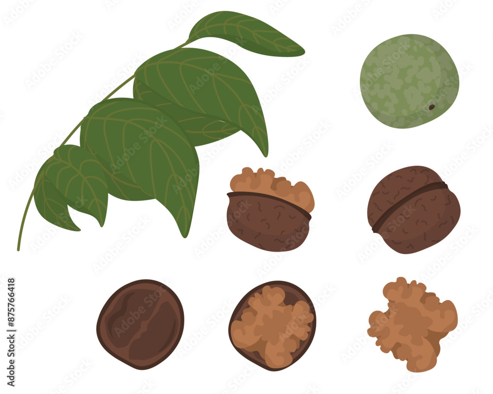 Set of walnuts in shell and without and branches with leaves, a useful product for design Set of walnuts in shell and without and branches with leaves, a useful product for design