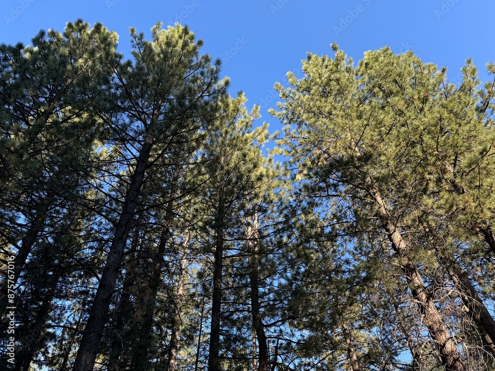 pine trees in the forest reaching up for a bright blue summer sky - Big Bear Lake, California pine trees in the forest reaching up for a bright blue summer sky - Big Bear Lake, California