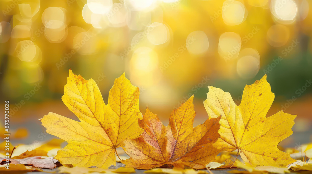 Stunning autumn scene golden maple leaves illuminated by sunlight on forest floor. Seasonal banner with warm bokeh effect. Stunning autumn scene golden maple leaves illuminated by sunlight on forest floor. Seasonal banner with warm bokeh effect.