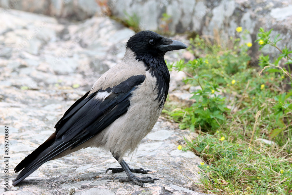 Hooded crow Hooded crow