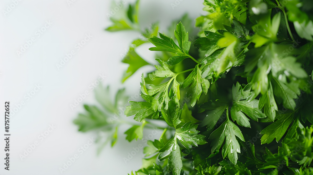 Fresh parsley herb isolated on transparent png Fresh parsley herb isolated on transparent png