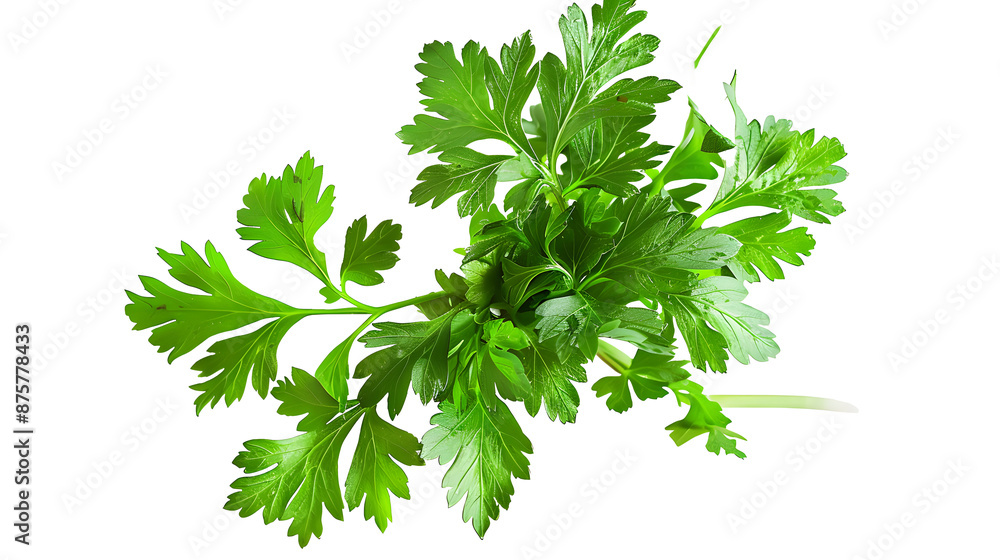 Fresh parsley herb isolated on transparent png Fresh parsley herb isolated on transparent png