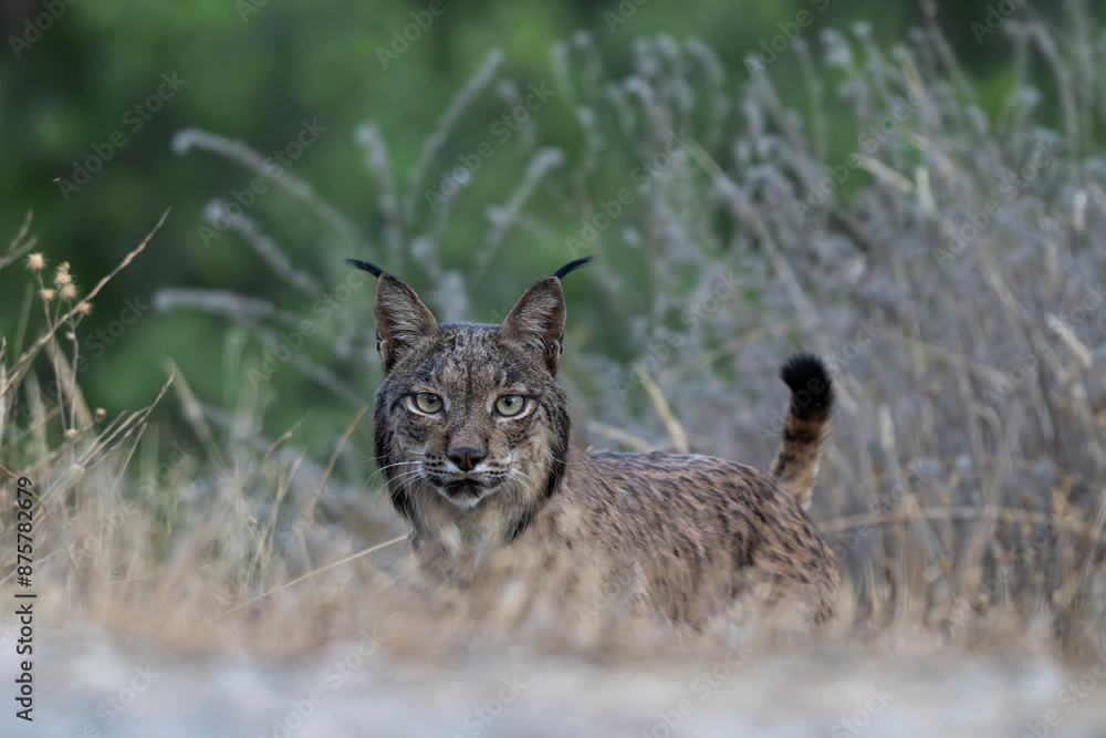 Obraz premium Lince ibérico, Lynx pardinus, Sierra de Andújar, España