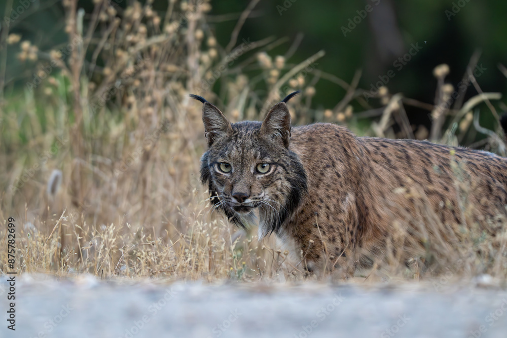 Obraz premium Lince ibérico, Lynx pardinus, Sierra de Andújar, España