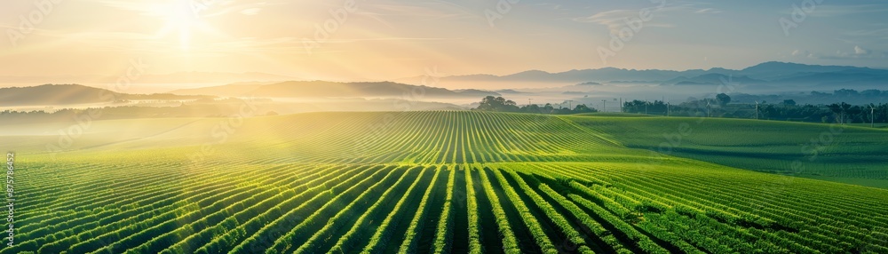 Sunrise over a field of green crops.