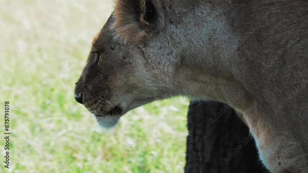 Close-Up Shot Of Lioness Looking Around And Yawning In Forest - Serengeti, Tanzania Close-Up Shot Of Lioness Looking Around And Yawning In Forest - Serengeti, Tanzania