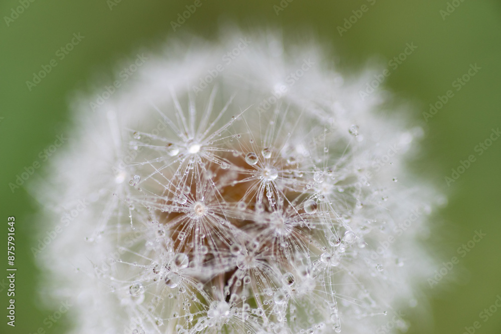Fototapeta premium 雨に濡れたタンポポの綿毛