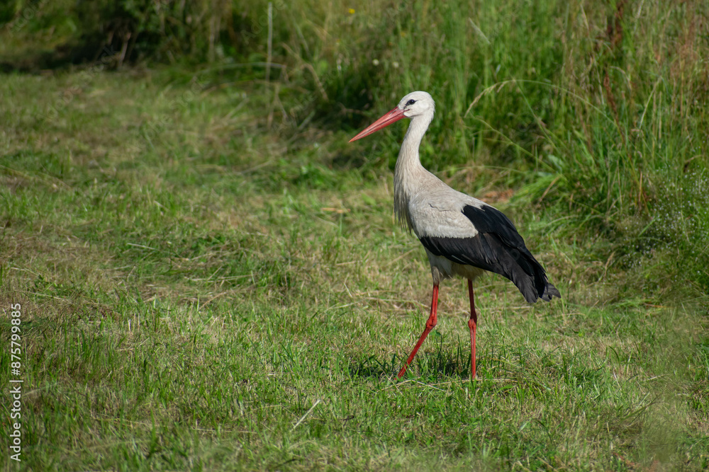 Fototapeta premium stork in the grass