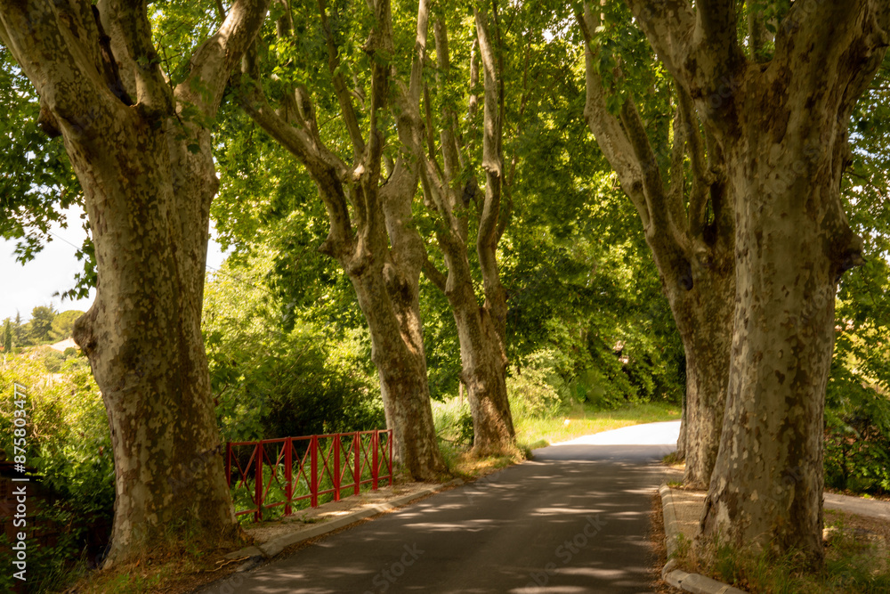 Avenue of plane trees and small bridge in Provence, southern France Avenue of plane trees and small bridge in Provence, southern France