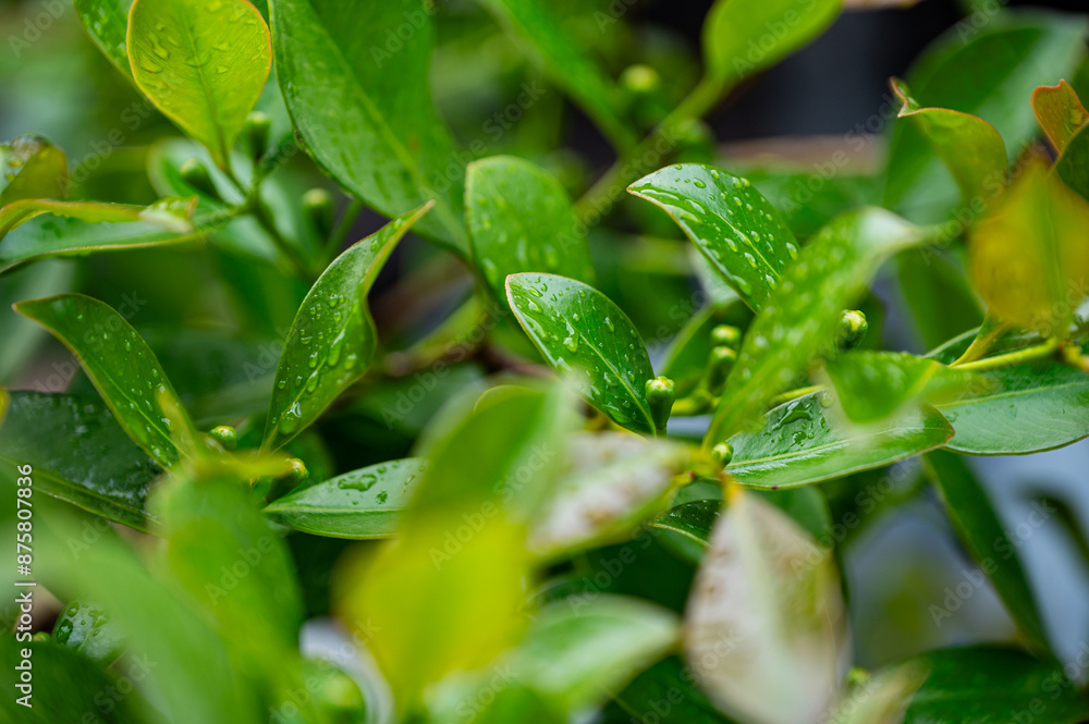 Feigen, Garten, Beeren, Cannabis, Hanfpflanzen Feigen, Garten, Beeren, Cannabis, Hanfpflanzen