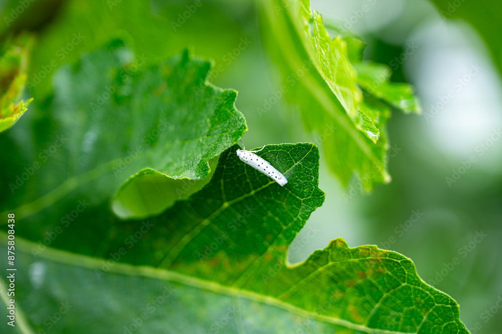 Feigen, Garten, Beeren, Cannabis, Hanfpflanzen Feigen, Garten, Beeren, Cannabis, Hanfpflanzen