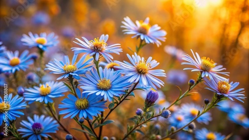 Delicate blue daisy-like blooms of Symphyotrichum dumosum punctuate rustic autumn landscape with subtle golden light and soft focus background. photo
