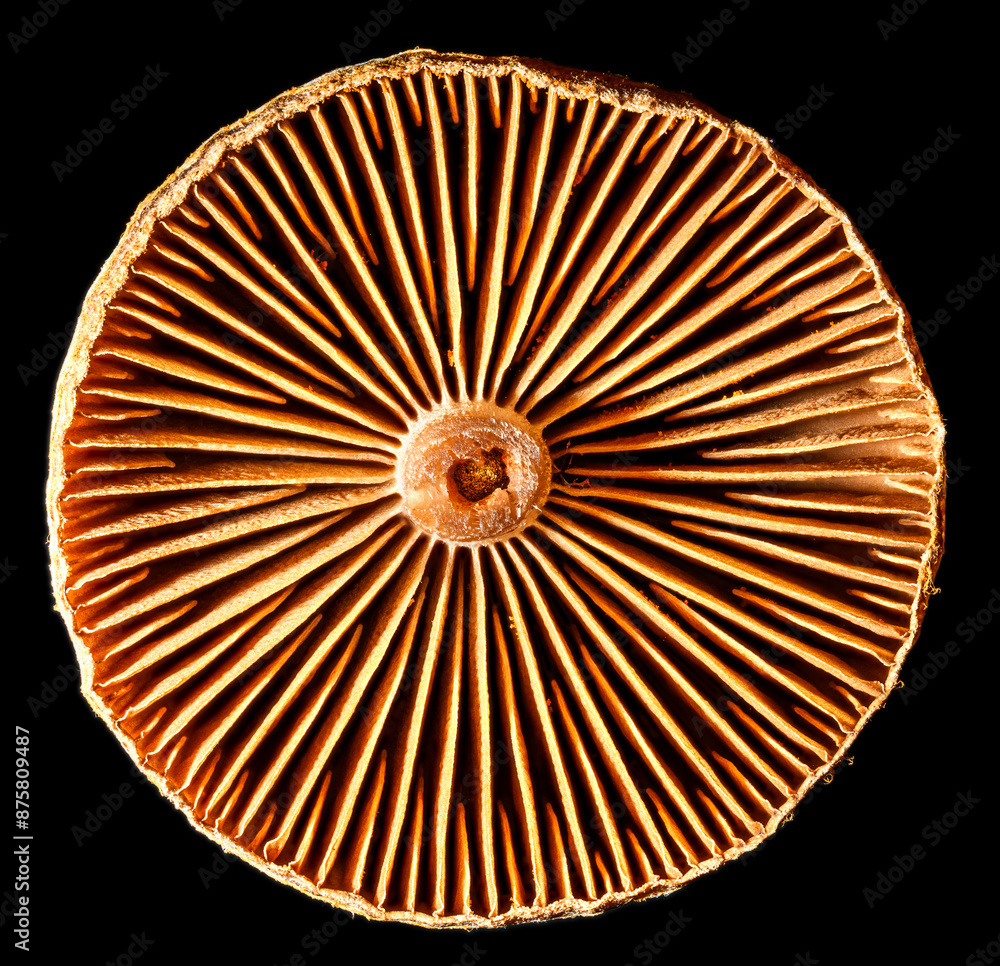 detail of small mushroom cap from below detail of small mushroom cap from below