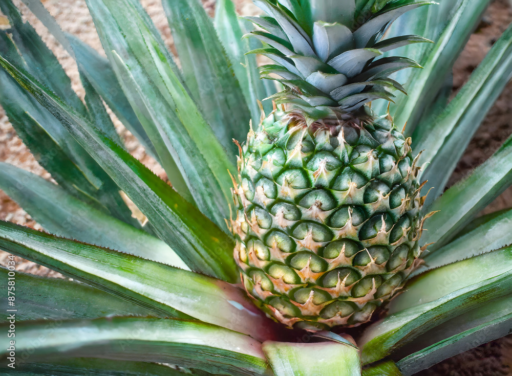 Capture the essence of a tropical pineapple, focusing on its spiky exterior and juicy, textu. Generative AI. Capture the essence of a tropical pineapple, focusing on its spiky exterior and juicy, textu. Generative AI.