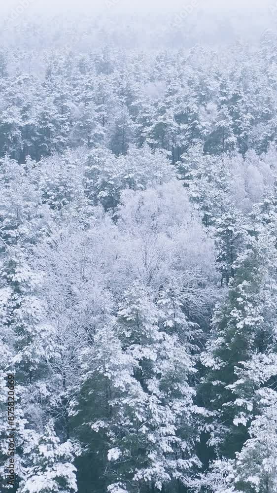 Beautiful Snowy White Forest In Winter Frosty Day. Aerial View Flight Above Amazing Pine Forest. Landscape. Scenic View Of Park Woods. Nature Elevated View Of Winter Frost Woods. Snowy Coniferous Beautiful Snowy White Forest In Winter Frosty Day. Aerial View Flight Above Amazing Pine Forest. Landscape. Scenic View Of Park Woods. Nature Elevated View Of Winter Frost Woods. Snowy Coniferous