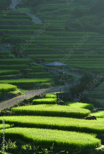 朝陽が射し込む棚田