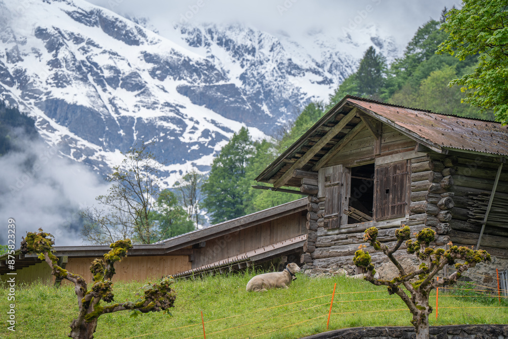 many tourist come to visit heaven liked place small village where is surrounding by mountain , waterfall and field lauterbrunnen switzerland