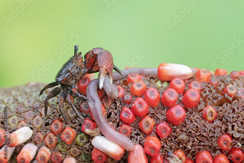 A fiddler crab is eating an earthworm. This animal has the scientific name Uca sp. photo