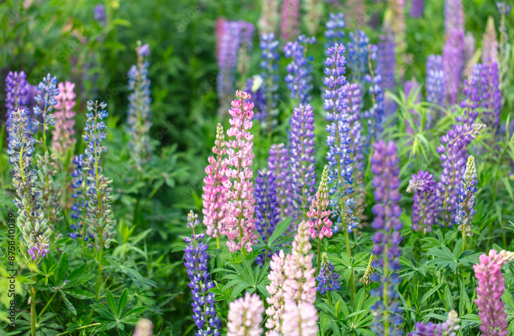 Lupine flowers in nature. Close-up Lupine flowers in nature. Close-up