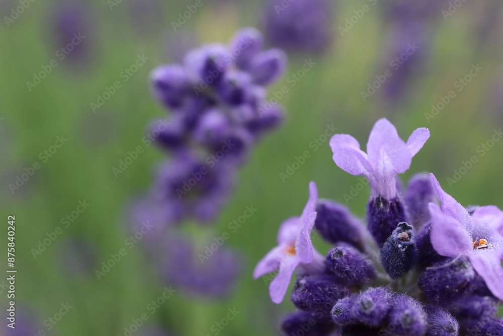 Obraz premium ラベンダー