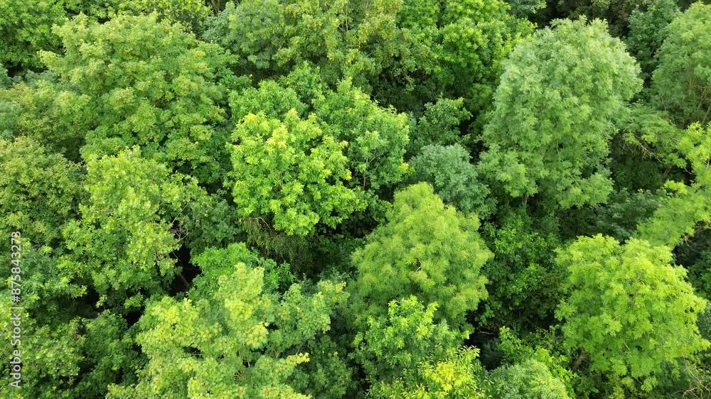 aerial top down view over green european forest aerial top down view over green european forest