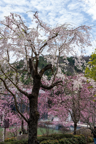 大阪箕面の勝尾寺の桜
