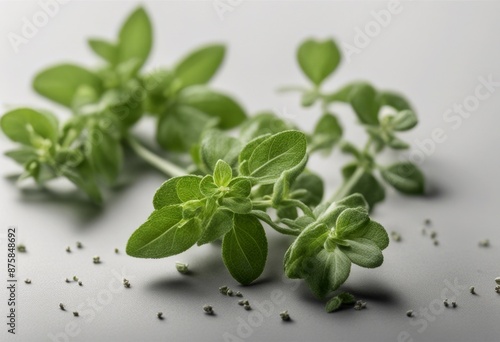 and parsley leaves olated plant oregano hyperrealistic transparent fresh leaf food png vegetable spice highly file ingredient rbs rb bunch background