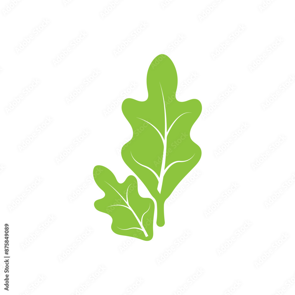 Lettuce illustration icon Lettuce illustration icon