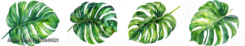 A set of watercolor monstera leaves, showcasing detailed tropical foliage art. Perfect for nature-inspired designs and botanical themes. transparent background