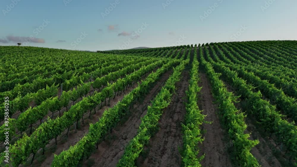 Sardinian Vineyard Aerial View at Sunset Sardinian Vineyard Aerial View at Sunset