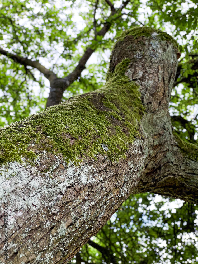Fototapeta premium Close up of green moss growing on a tree bark, under view