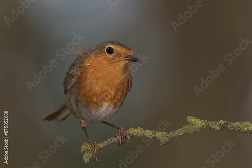 European robin, Erithacus rubecula, perched on a branch in a park in Algorta, Bizkaia © patxi