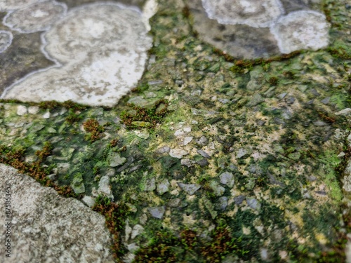 lichen on stone
