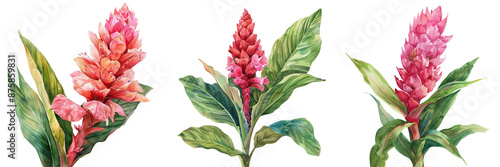 Watercolor painting of three vibrant pink ginger flowers with green leaves. Perfect for botanical illustrations and nature-inspired designs. transparent background