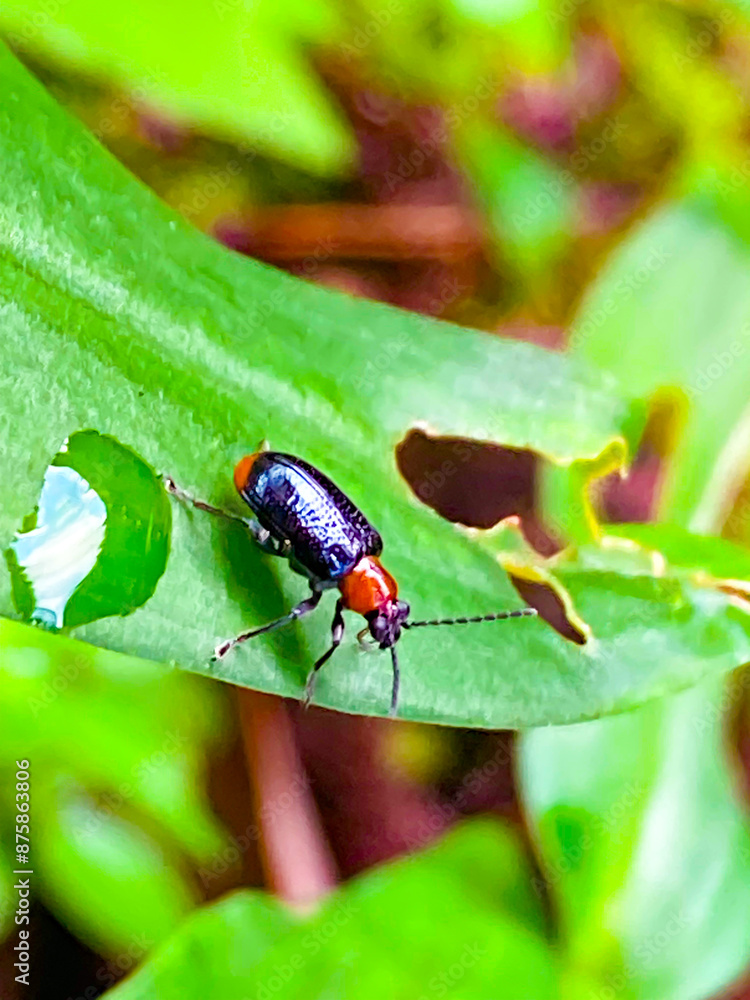 Fototapeta premium アカクビボソハムシの食事