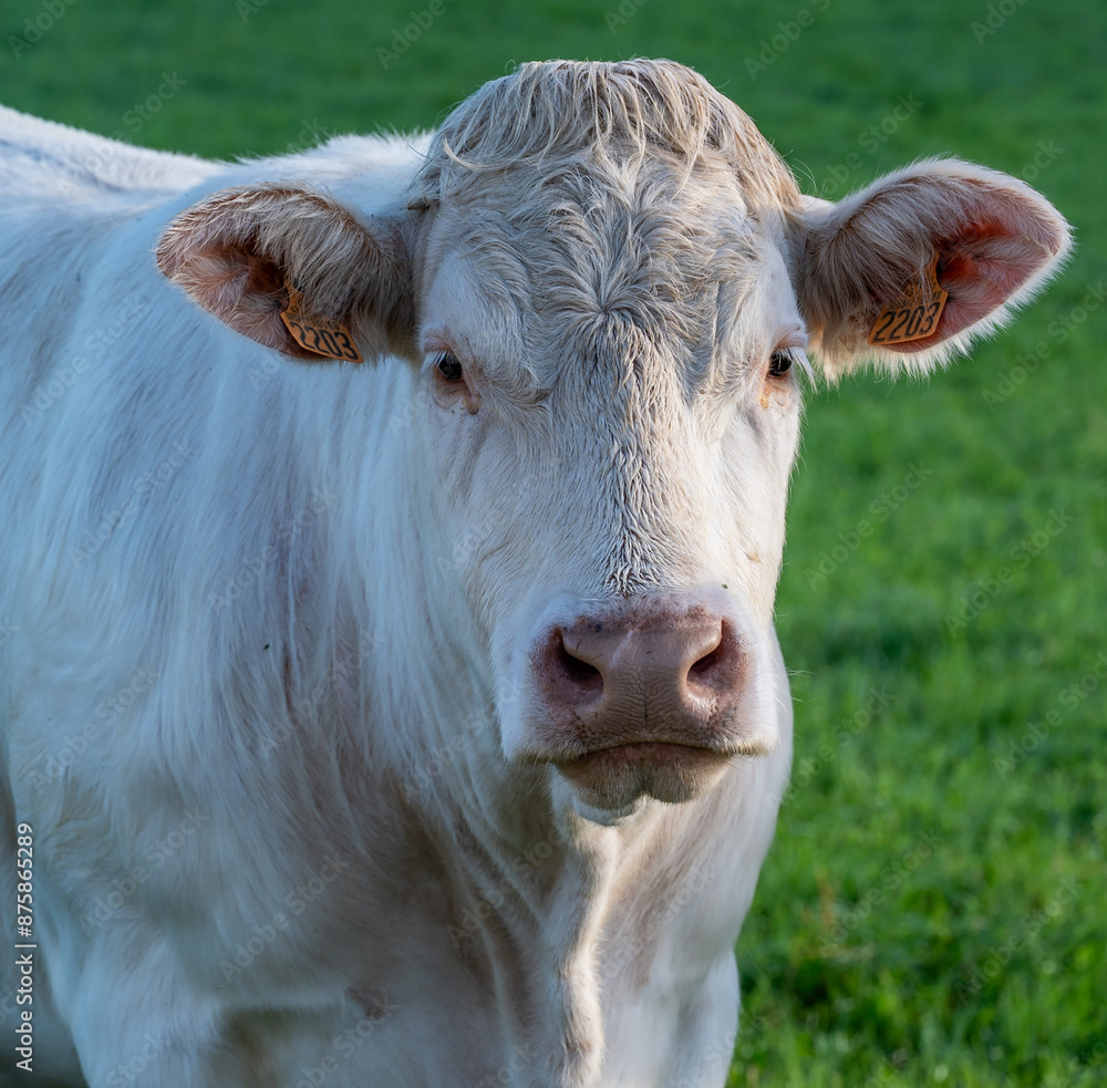 Vache Vache