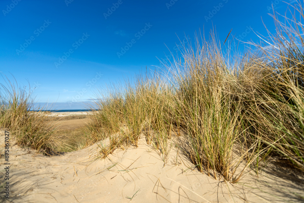Mit Strandhafer bewachsene Düne auf der dänischen Nordseeinsel Römö Mit Strandhafer bewachsene Düne auf der dänischen Nordseeinsel Römö