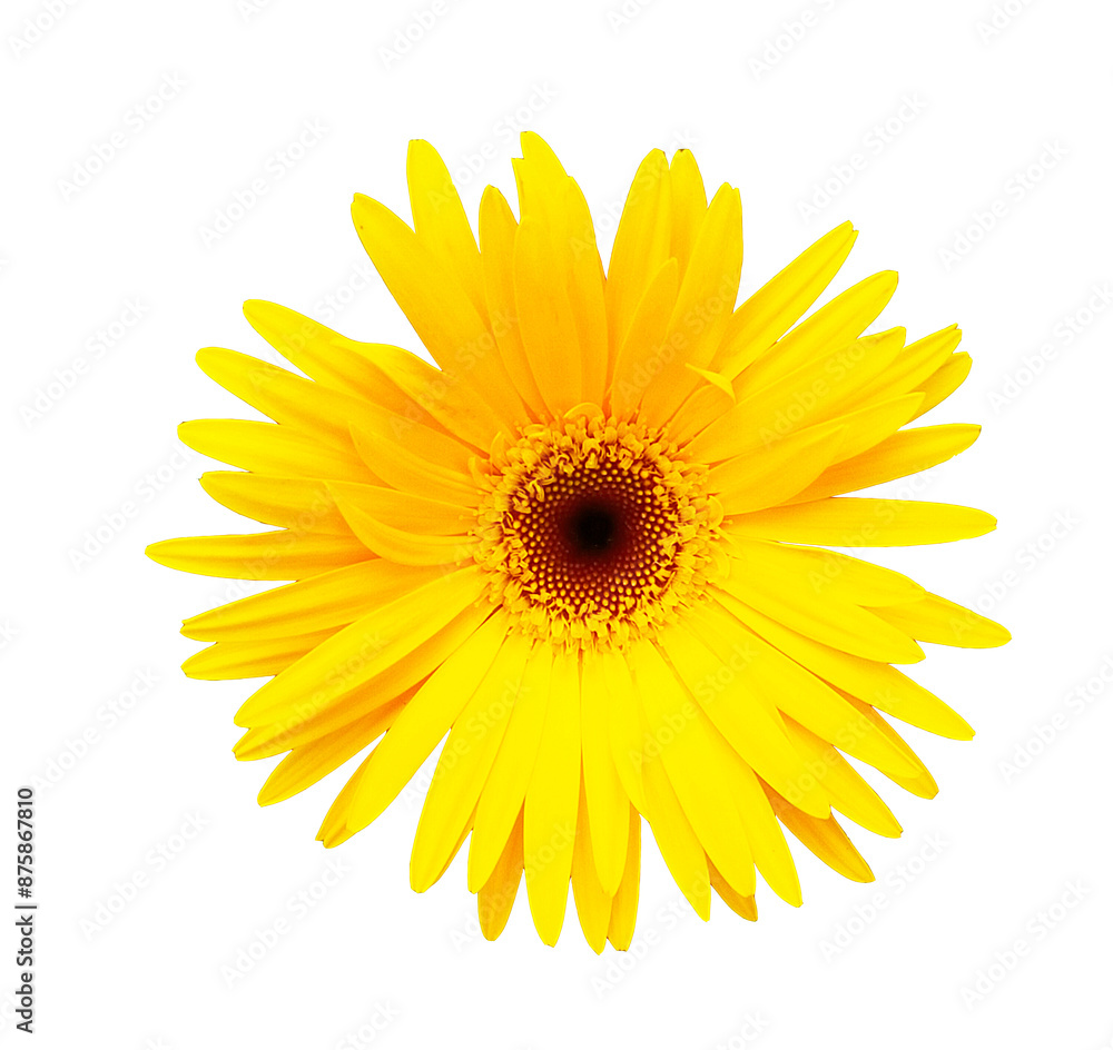 Beautiful colored gerbera flower, transparent background Beautiful colored gerbera flower, transparent background