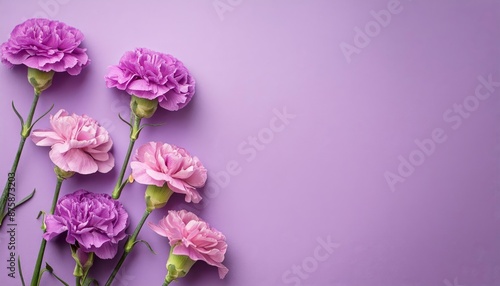 Blue Carnations on Pink Background - Beautiful Flowers for Spring - Colored Carnation - Background for Mother's Day, Woman's Day, Valentine's Day or Birthday - Space for Copy or Text