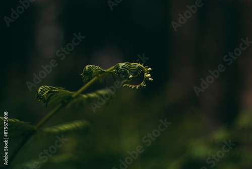 Ferns photo