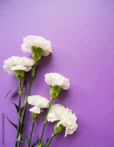 White Carnations on Purple or Lilac Background - Beautiful Flowers for Spring - Colored Carnation - Background for Mother's Day, Woman's Day, Valentine's Day or Birthday - Space for Copy or Text © Eggy