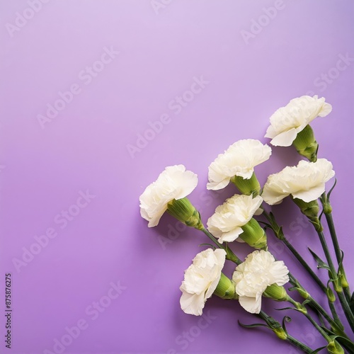 White Carnations on Purple or Lilac Background - Beautiful Flowers for Spring - Colored Carnation - Background for Mother's Day, Woman's Day, Valentine's Day or Birthday - Space for Copy or Text © Eggy