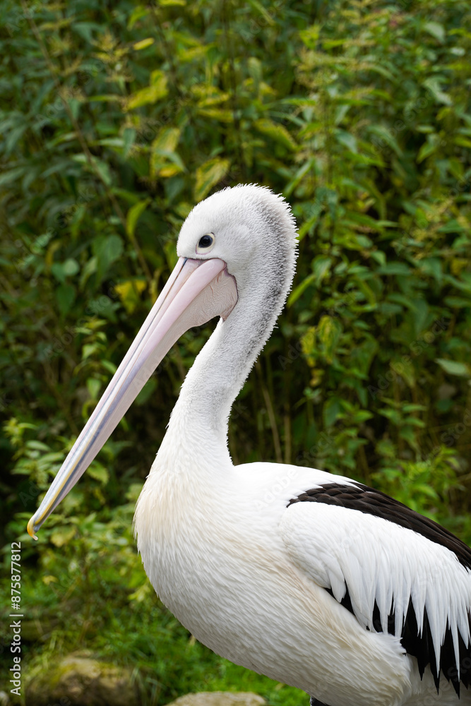 Die Pelikane (Pelecanidae, Pelecanus) sind eine Familie und Gattung von Wasservögeln und Namensgeber der Ordnung Pelecaniformes. (WIKI) Die Pelikane (Pelecanidae, Pelecanus) sind eine Familie und Gattung von Wasservögeln und Namensgeber der Ordnung Pelecaniformes. (WIKI)