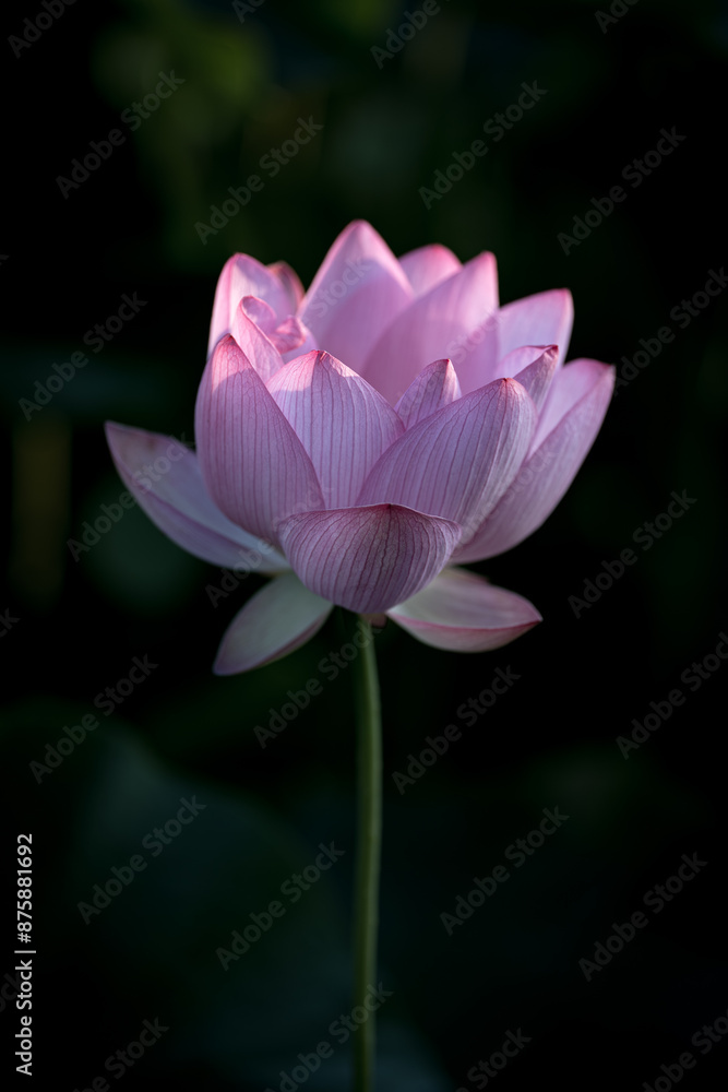 Obraz premium 夏の古代蓮 古河総合公園（古河公方公園）