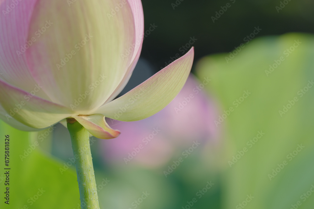Fototapeta premium 夏の古代蓮 古河総合公園（古河公方公園）